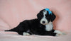 F1B Sheepadoodle For Sale Baltic, OH Male- Rocky -CHECK OUT OUR VIDEO-
