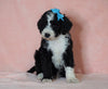 F1B Sheepadoodle For Sale Baltic, OH Male- Rocky -CHECK OUT OUR VIDEO-