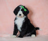 F1B Sheepadoodle For Sale Baltic, OH Male- Bruno -CHECK OUT OUR VIDEO-