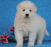 Samoyed For Sale Fredericksburg, OH Male- Snowball