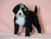 F1B Sheepadoodle For Sale Baltic, OH Male- Bruno -CHECK OUT OUR VIDEO-