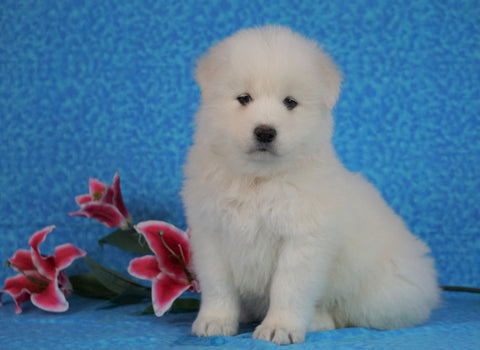 Samoyed For Sale Fredericksburg, OH Male- Snowball
