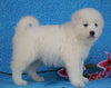 Samoyed For Sale Fredericksburg, OH Male- Snowball
