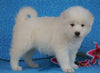 Samoyed For Sale Fredericksburg, OH Male- Snowball