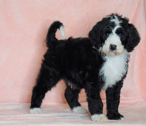 F1B Sheepadoodle For Sale Baltic, OH Male- Bruno -CHECK OUT OUR VIDEO-