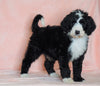 F1B Sheepadoodle For Sale Baltic, OH Male- Bruno -CHECK OUT OUR VIDEO-