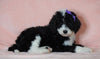 F1B Sheepadoodle For Sale Baltic, OH Female- Minnie -CHECK OUT OUR VIDEO-