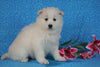 Samoyed For Sale Fredericksburg, OH Female- Misty