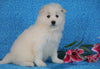 Samoyed For Sale Fredericksburg, OH Female- Misty