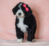 F1B Sheepadoodle For Sale Baltic, OH Female- Queen -CHECK OUT OUR VIDEO-