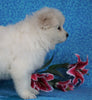 Samoyed For Sale Fredericksburg, OH Female- Misty