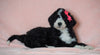 F1B Sheepadoodle For Sale Baltic, OH Female- Queen -CHECK OUT OUR VIDEO-