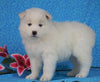 Samoyed For Sale Fredericksburg, OH Female- Daisy