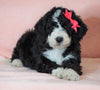 F1B Sheepadoodle For Sale Baltic, OH Female- Queen -CHECK OUT OUR VIDEO-