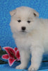 Samoyed For Sale Fredericksburg, OH Female- Daisy