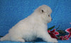 Samoyed For Sale Fredericksburg, OH Female- Daisy