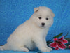 Samoyed For Sale Fredericksburg, OH Female- Daisy
