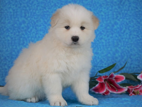 Samoyed For Sale Fredericksburg, OH Female- Lilly