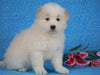 Samoyed For Sale Fredericksburg, OH Female- Lilly