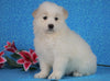 Samoyed For Sale Fredericksburg, OH Female- Lilly