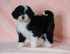 F1B Sheepadoodle For Sale Baltic, OH Female- Annie -CHECK OUT OUR VIDEO-