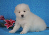 Samoyed For Sale Fredericksburg, OH Female- Judy