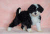 F1B Sheepadoodle For Sale Baltic, OH Female- Annie -CHECK OUT OUR VIDEO-