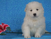Samoyed For Sale Fredericksburg, OH Female- Judy