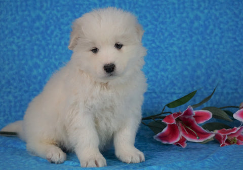 Samoyed For Sale Fredericksburg, OH Female- Judy
