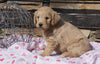 F2 Mini Goldendoodle For Sale Sugarcreek, OH Female - April