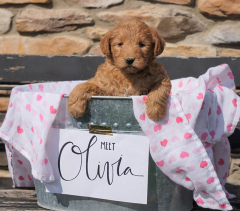 F2 Mini Goldendoodle For Sale Sugarcreek, OH Female - Olivia