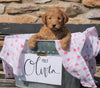 F2 Mini Goldendoodle For Sale Sugarcreek, OH Female - Olivia