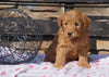 F2 Mini Goldendoodle For Sale Sugarcreek, OH Female - Olivia