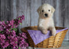 AKC Registered English Cream Golden Retriever For Sale Fredericksburg, OH Female- Tulip