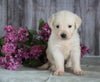 AKC Registered English Cream Golden Retriever For Sale Fredericksburg, OH Female- Tulip