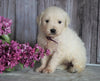 AKC Registered English Cream Golden Retriever For Sale Fredericksburg, OH Female- Lilac