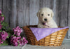 AKC Registered English Cream Golden Retriever For Sale Fredericksburg, OH Female- Lilac