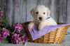 AKC Registered English Cream Golden Retriever For Sale Fredericksburg, OH Female- Daffodil