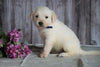 AKC Registered English Cream Golden Retriever For Sale Fredericksburg, OH Female- Daffodil