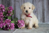 AKC Registered English Cream Golden Retriever For Sale Fredericksburg, OH Female- Daisy