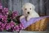 AKC Registered English Cream Golden Retriever For Sale Fredericksburg, OH Female- Lily