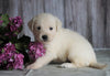 AKC Registered English Cream Golden Retriever For Sale Fredericksburg, OH Female- Lily
