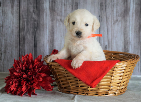 AKC Registered English Cream Golden Retriever For Sale Fredericksburg, OH Male- Huey