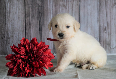 AKC Registered English Cream Golden Retriever For Sale Fredericksburg, OH Male- Duey
