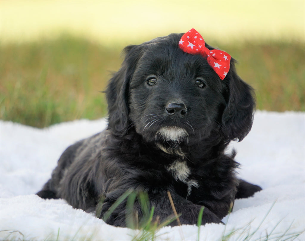 Mini Goldendoodle For Sale Sugarcreek, OH Female Sarah AC Puppies LLC