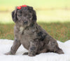 Mini Goldendoodle For Sale Sugarcreek, OH Female - Kristy