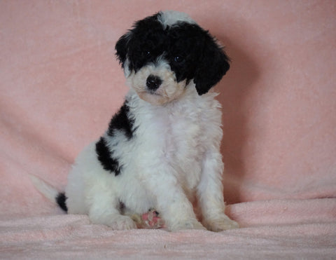 F1B Sheepadoodle For Sale Baltic, OH Female-Lily -CHECK OUT OUR VIDEO-