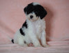 F1B Sheepadoodle For Sale Baltic, OH Female-Lily -CHECK OUT OUR VIDEO-
