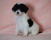 F1B Sheepadoodle For Sale Baltic, OH Female-Lily -CHECK OUT OUR VIDEO-