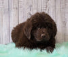 AKC Newfoundland For Sale Holmesville, OH Female - Jezebel